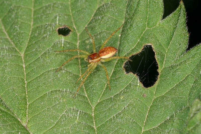 Dolomedes_fimbriatus_D4901_Z_89_Les Gris_Frankrijk.jpg